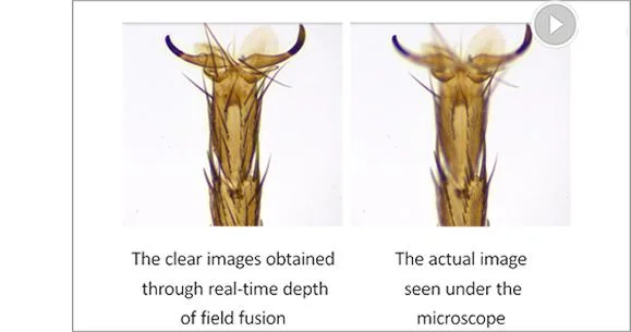 Auto Focus 60fps HDMI-Compatible Microscope Digital Camera Truechrome Af Tuscen